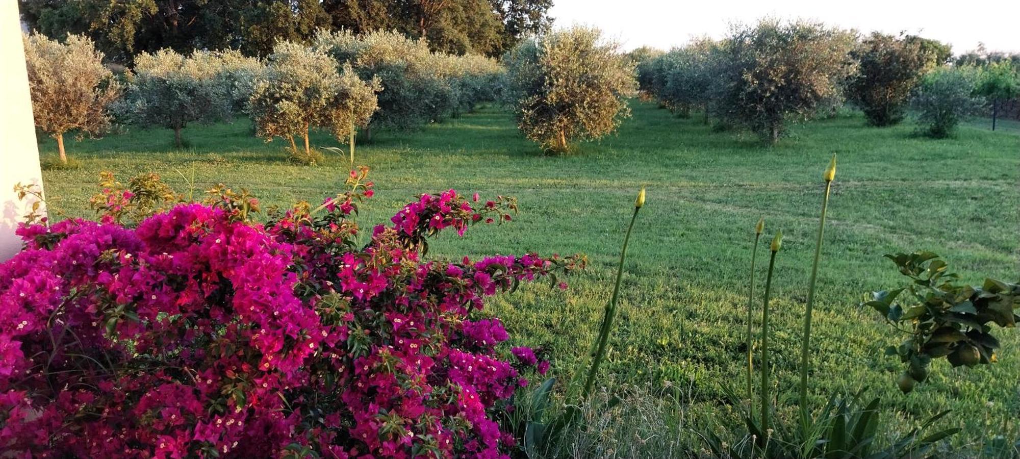 Vila Dubravka - Schoen Und Komfortabel Inmitten Von Olivenbaeumen Und Weinbergen Mit Whirlpool Valtura Екстериор снимка