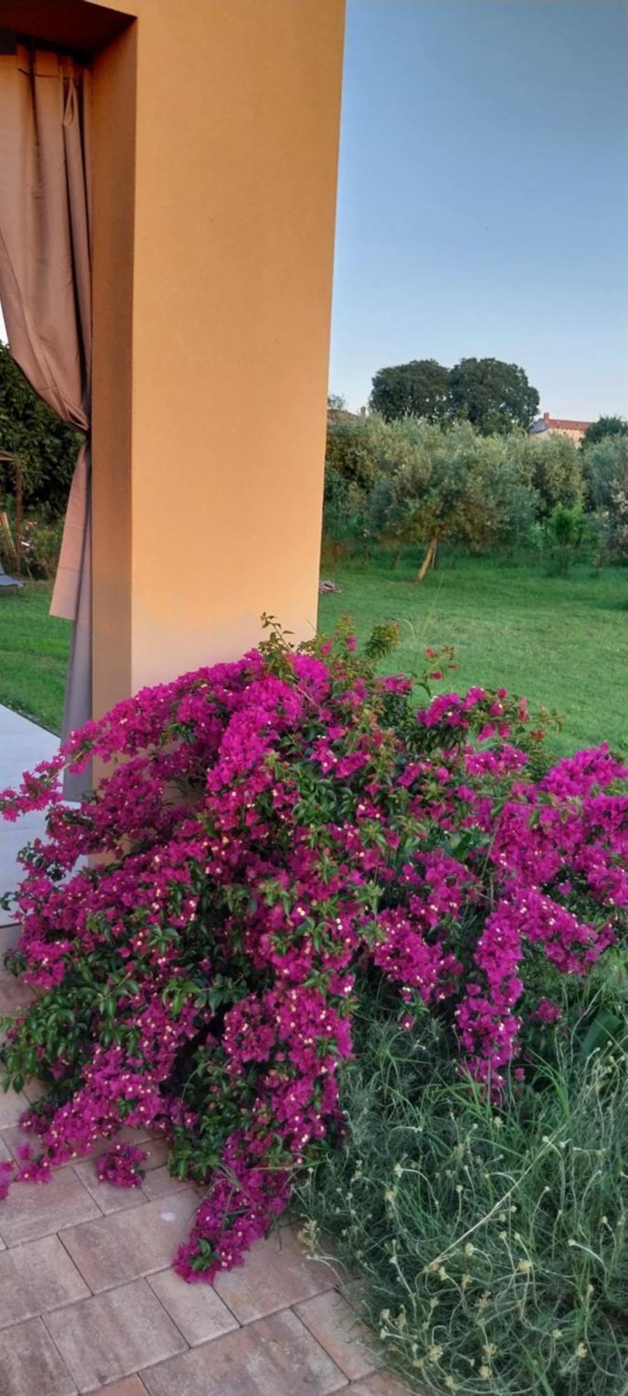Vila Dubravka - Schoen Und Komfortabel Inmitten Von Olivenbaeumen Und Weinbergen Mit Whirlpool Valtura Екстериор снимка