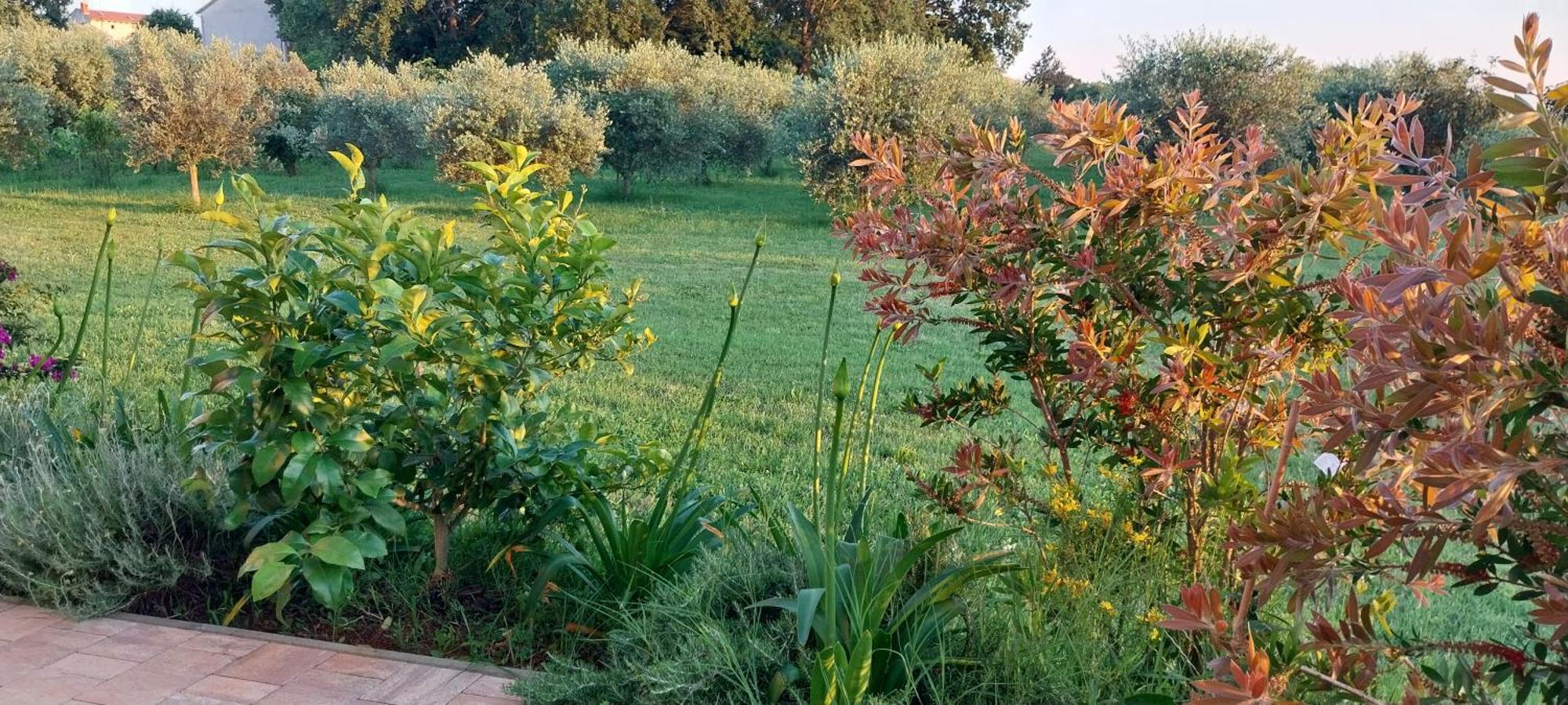Vila Dubravka - Schoen Und Komfortabel Inmitten Von Olivenbaeumen Und Weinbergen Mit Whirlpool Valtura Екстериор снимка