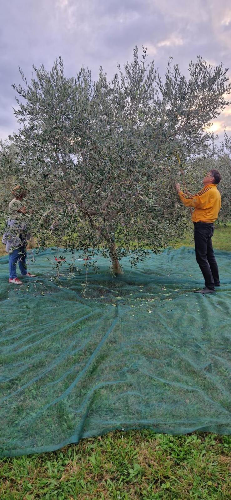 Vila Dubravka - Schoen Und Komfortabel Inmitten Von Olivenbaeumen Und Weinbergen Mit Whirlpool Valtura Екстериор снимка